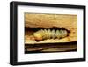 Cerambyx Cerdo (Great Capricorn Beetle) - Larva-Paul Starosta-Framed Photographic Print