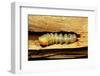 Cerambyx Cerdo (Great Capricorn Beetle) - Larva-Paul Starosta-Framed Photographic Print