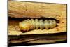 Cerambyx Cerdo (Great Capricorn Beetle) - Larva-Paul Starosta-Mounted Photographic Print