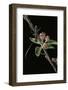 Cerambyx Scopolii (Capricorn Beetle)-Paul Starosta-Framed Photographic Print