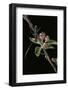 Cerambyx Scopolii (Capricorn Beetle)-Paul Starosta-Framed Photographic Print