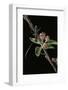 Cerambyx Scopolii (Capricorn Beetle)-Paul Starosta-Framed Photographic Print