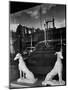 Ceramic Hounds in Window of Antique Shop-Alfred Eisenstaedt-Mounted Photographic Print