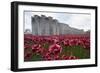 Ceramic poppies at the Tower of London-Associated Newspapers-Framed Photo