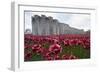 Ceramic poppies at the Tower of London-Associated Newspapers-Framed Photo