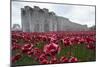 Ceramic poppies at the Tower of London-Associated Newspapers-Mounted Photo