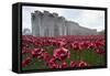 Ceramic poppies at the Tower of London-Associated Newspapers-Framed Stretched Canvas