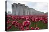 Ceramic poppies at the Tower of London-Associated Newspapers-Stretched Canvas