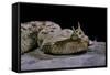 Cerastes Cerastes (Horned Viper)-Paul Starosta-Framed Stretched Canvas