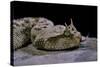 Cerastes Cerastes (Horned Viper)-Paul Starosta-Stretched Canvas