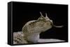 Cerastes Cerastes (Horned Viper)-Paul Starosta-Framed Stretched Canvas