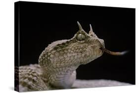 Cerastes Cerastes (Horned Viper)-Paul Starosta-Stretched Canvas