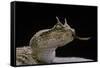 Cerastes Cerastes (Horned Viper)-Paul Starosta-Framed Stretched Canvas