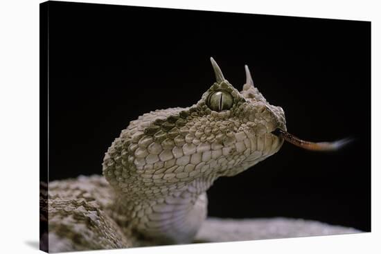 Cerastes Cerastes (Horned Viper)-Paul Starosta-Stretched Canvas