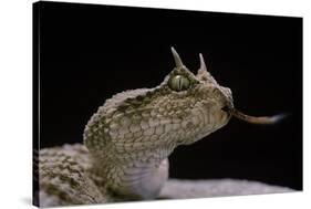 Cerastes Cerastes (Horned Viper)-Paul Starosta-Stretched Canvas