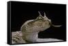 Cerastes Cerastes (Horned Viper)-Paul Starosta-Framed Stretched Canvas