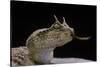 Cerastes Cerastes (Horned Viper)-Paul Starosta-Stretched Canvas