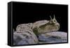 Cerastes Cerastes (Horned Viper)-Paul Starosta-Framed Stretched Canvas