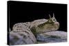 Cerastes Cerastes (Horned Viper)-Paul Starosta-Stretched Canvas