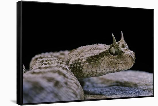 Cerastes Cerastes (Horned Viper)-Paul Starosta-Framed Stretched Canvas