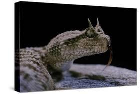 Cerastes Cerastes (Horned Viper)-Paul Starosta-Stretched Canvas