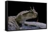 Cerastes Cerastes (Horned Viper)-Paul Starosta-Framed Stretched Canvas