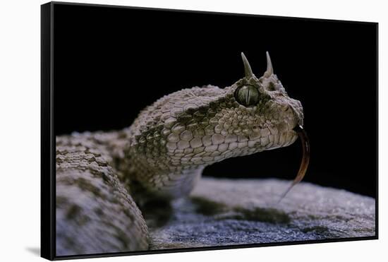 Cerastes Cerastes (Horned Viper)-Paul Starosta-Framed Stretched Canvas