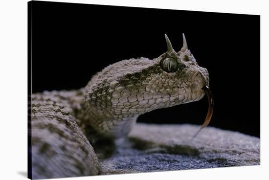 Cerastes Cerastes (Horned Viper)-Paul Starosta-Stretched Canvas