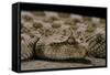 Cerastes Cerastes (Horned Viper)-Paul Starosta-Framed Stretched Canvas