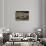 Cerastes Cerastes (Horned Viper)-Paul Starosta-Framed Stretched Canvas displayed on a wall