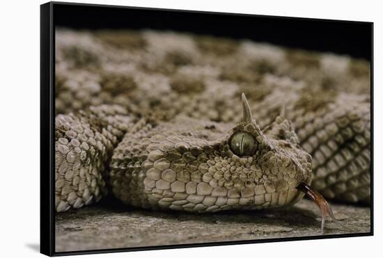 Cerastes Cerastes (Horned Viper)-Paul Starosta-Framed Stretched Canvas