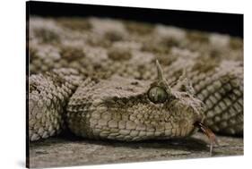 Cerastes Cerastes (Horned Viper)-Paul Starosta-Stretched Canvas