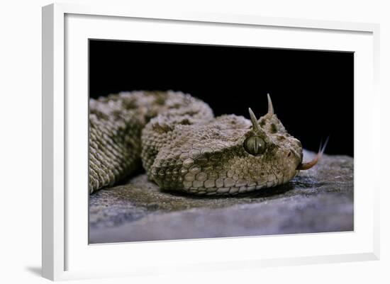 Cerastes Cerastes (Horned Viper)-Paul Starosta-Framed Photographic Print