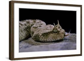 Cerastes Cerastes (Horned Viper)-Paul Starosta-Framed Photographic Print