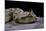 Cerastes Cerastes (Horned Viper)-Paul Starosta-Mounted Photographic Print