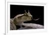 Cerastes Cerastes (Horned Viper)-Paul Starosta-Framed Photographic Print