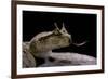 Cerastes Cerastes (Horned Viper)-Paul Starosta-Framed Photographic Print