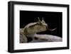 Cerastes Cerastes (Horned Viper)-Paul Starosta-Framed Photographic Print