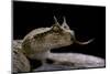 Cerastes Cerastes (Horned Viper)-Paul Starosta-Mounted Photographic Print