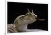 Cerastes Cerastes (Horned Viper)-Paul Starosta-Framed Photographic Print