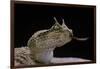 Cerastes Cerastes (Horned Viper)-Paul Starosta-Framed Photographic Print