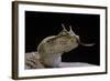 Cerastes Cerastes (Horned Viper)-Paul Starosta-Framed Photographic Print