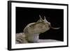 Cerastes Cerastes (Horned Viper)-Paul Starosta-Framed Photographic Print