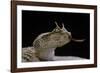 Cerastes Cerastes (Horned Viper)-Paul Starosta-Framed Photographic Print