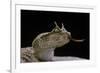 Cerastes Cerastes (Horned Viper)-Paul Starosta-Framed Photographic Print