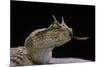 Cerastes Cerastes (Horned Viper)-Paul Starosta-Mounted Photographic Print