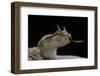 Cerastes Cerastes (Horned Viper)-Paul Starosta-Framed Photographic Print