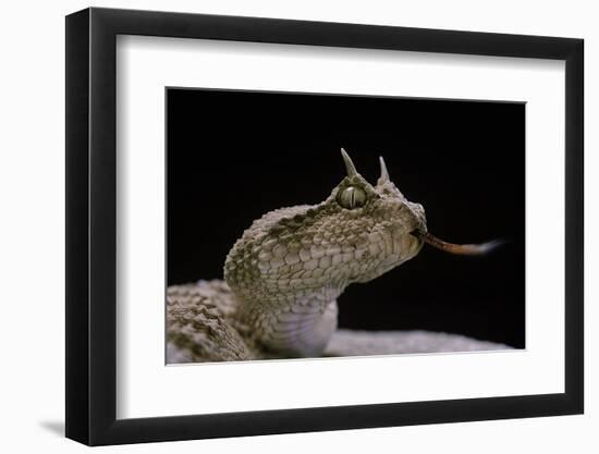 Cerastes Cerastes (Horned Viper)-Paul Starosta-Framed Photographic Print