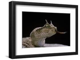 Cerastes Cerastes (Horned Viper)-Paul Starosta-Framed Photographic Print