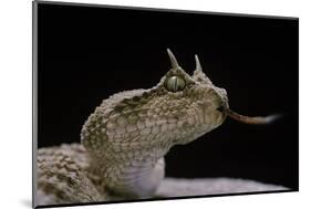 Cerastes Cerastes (Horned Viper)-Paul Starosta-Mounted Photographic Print